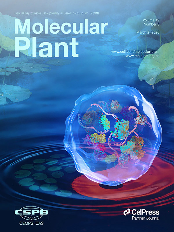 『カバーストーリー』 Sondii ArtworkがMolecular Plantに掲載：ストレス顆粒とグルタチオン化がシロイヌナズナに細胞レドックス防御壁を構築